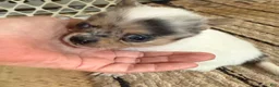 Chihuahua dogs for sale: AKC,Apple head spike,blue & white Merle  - Ad 14