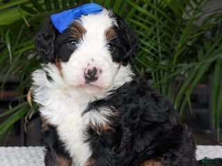 Mini Bernedoodle dogs Mini Jamie - Ad 23