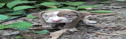 American Bully dogs for sale: Mr. Freckles - Ad 7