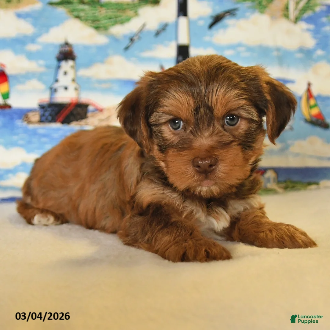 Yorkshire Terrier dogs for sale: Tucker - Ad 2
