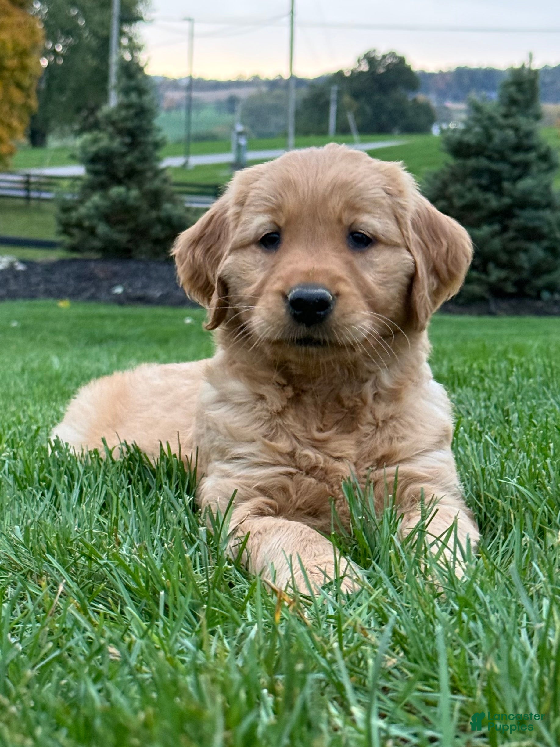 Golden Retriever dogs for sale: Zara - Ad 3