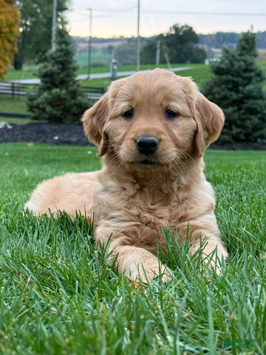 Golden Retriever dogs for sale: Zara - Ad 1