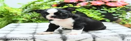 Boston Terrier dogs for sale: Layla - Ad 1