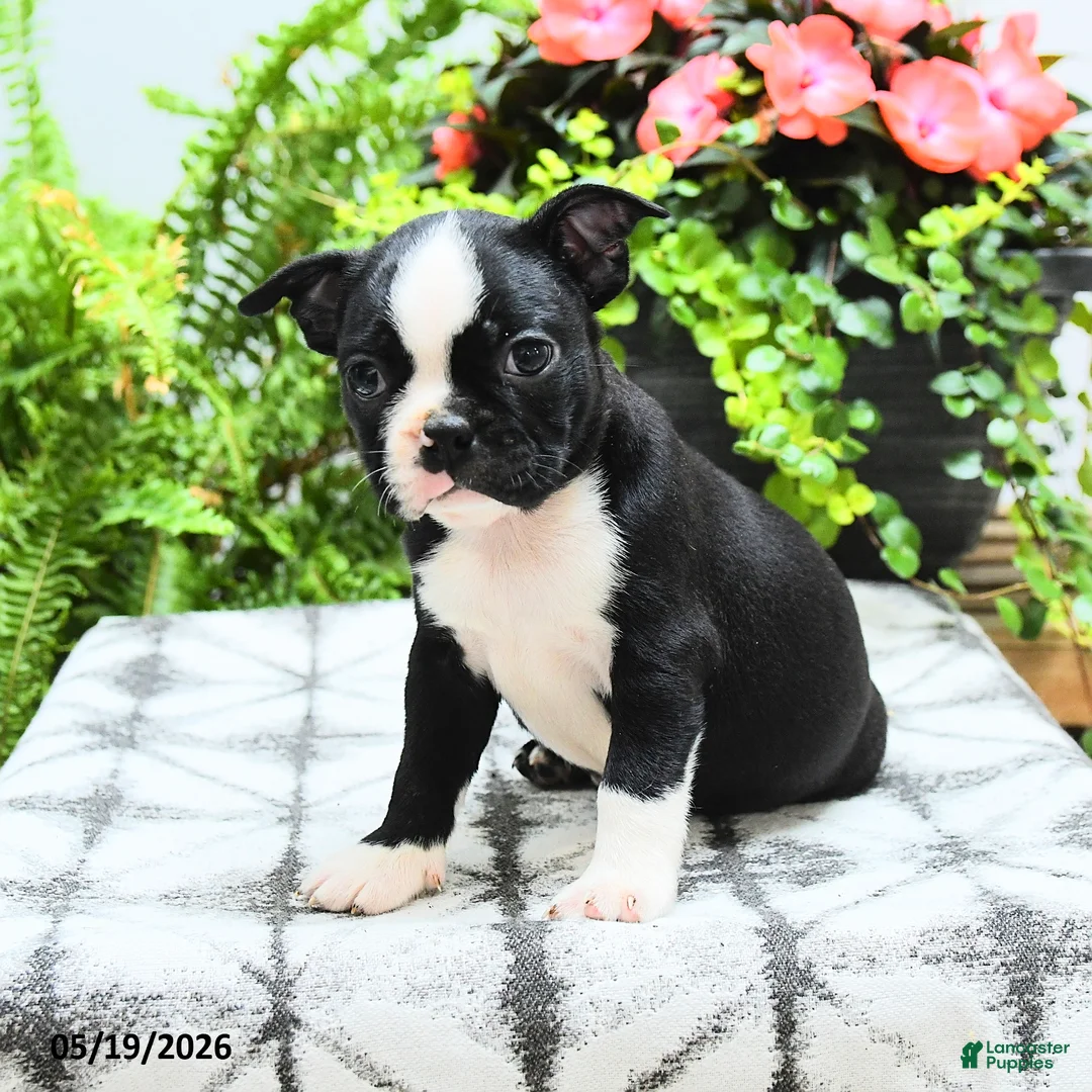 Boston Terrier dogs for sale: Layla - Ad 1