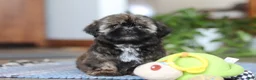 Shih Tzu dogs for sale: Juliet - Ad 2