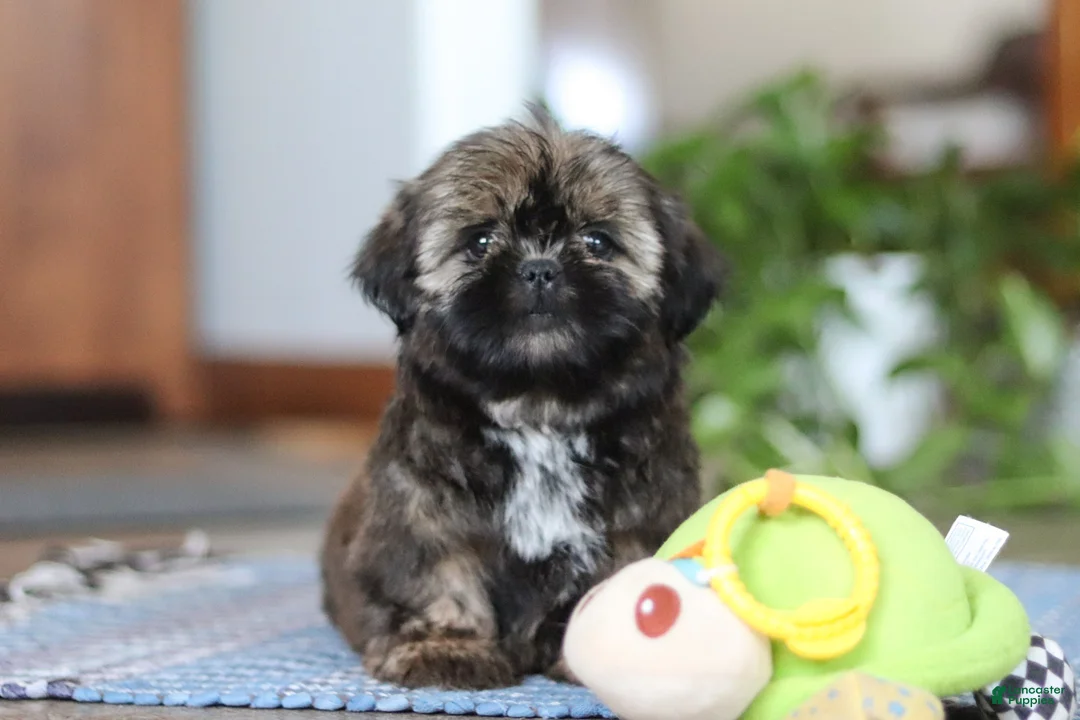Shih Tzu dogs for sale: Juliet - Ad 2