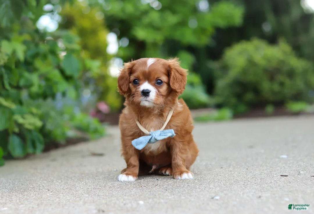 Cavalier King Charles Spaniel dogs for sale: Charlie - Ad 2