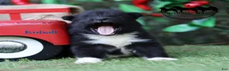 Nenets Herding Laika dogs for sale: Nenets Herding Laika 1 - Ad 6