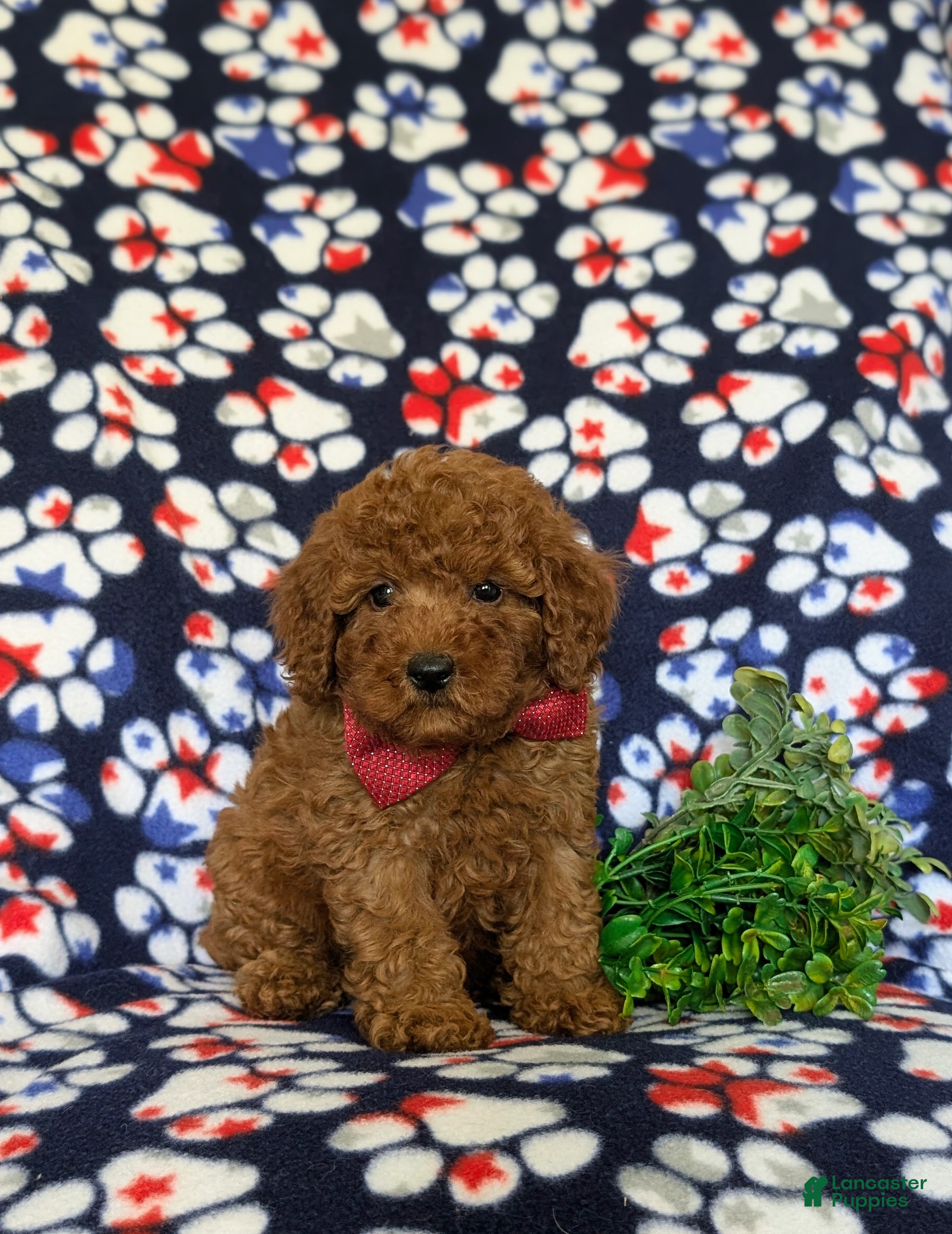 Miniature Poodle dogs Sterling - Ad 1