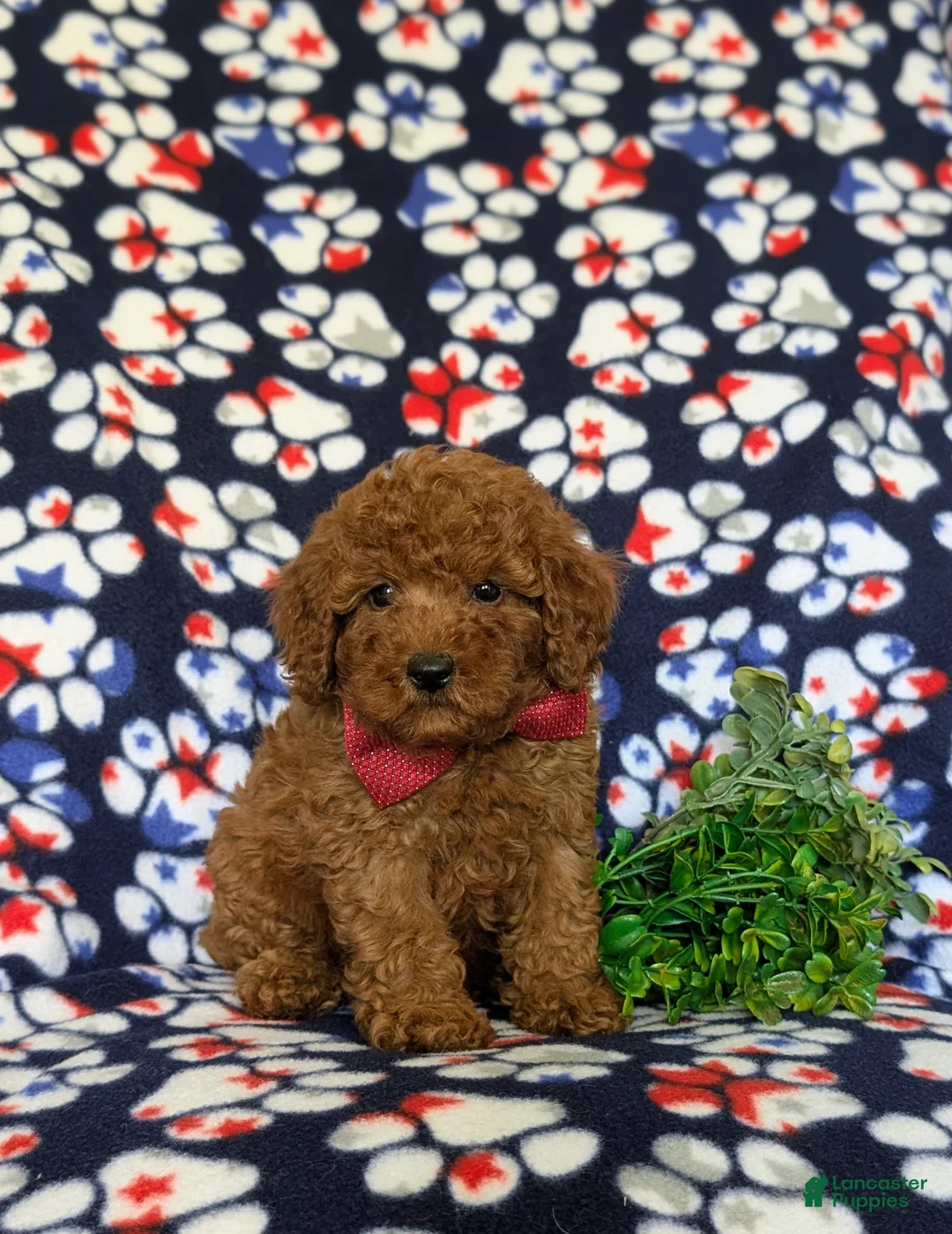 Miniature Poodle dogs for sale: Sterling - Ad 1