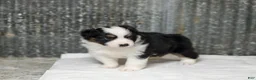 Miniature Australian Shepherd dogs for sale: Lasandra Miniature Australian Shepherd Puppy  - Ad 7