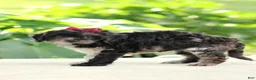 Cavapoo dogs for sale: Lexi - Ad 3