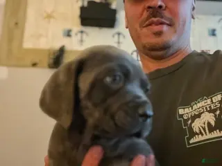 Cane Corso dogs Cane Corso Puppy 3 - Ad 2