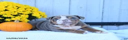 English Bulldog dogs for sale: Charlie - Ad 3