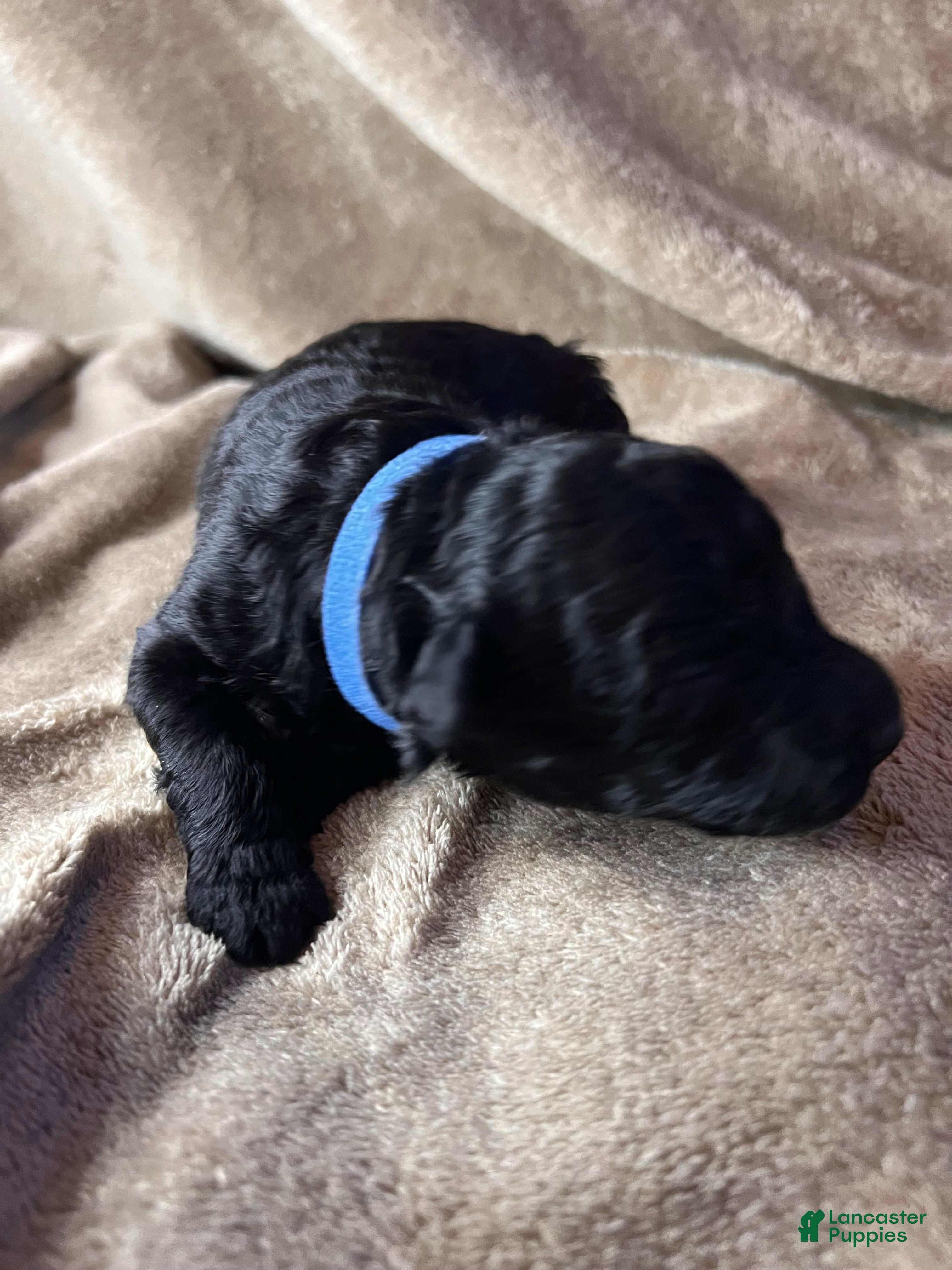 Hungarian Puli dogs Hungarian Puli Puppy Blue - Ad 1