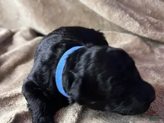 Hungarian Puli dogs Hungarian Puli Puppy Blue - Ad 1