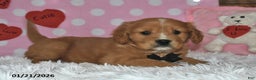 Miniature Golden Retriever dogs for sale: Romeo - Ad 2