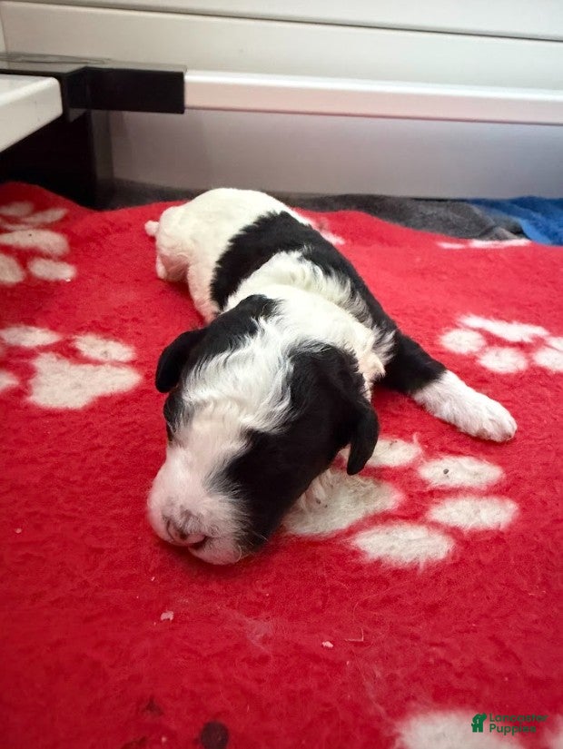 Miniature Poodle dogs Miniature Poodle Yellow - Ad 1