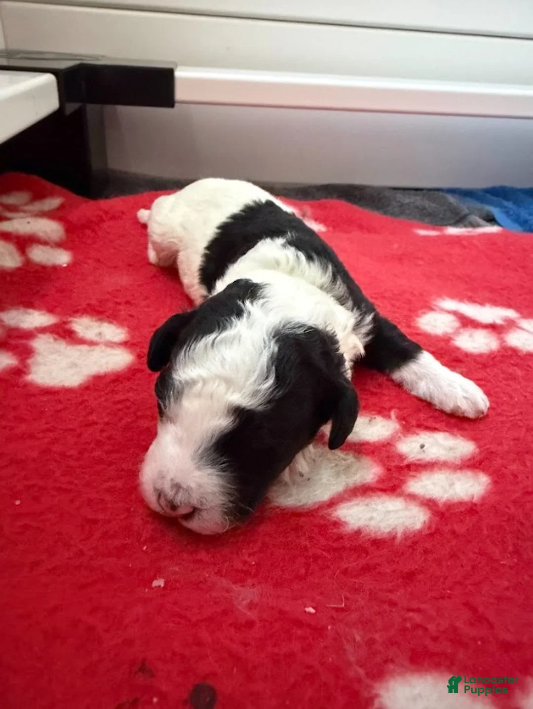 Miniature Poodle dogs for sale: Miniature Poodle Yellow - Ad 1