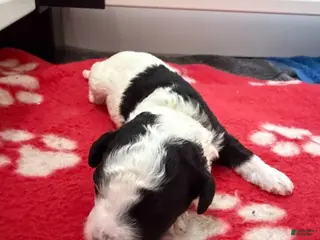 Miniature Poodle dogs for sale: Miniature Poodle Yellow - Ad 1