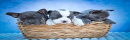 Frenchton dogs for sale: Quest - Ad 20