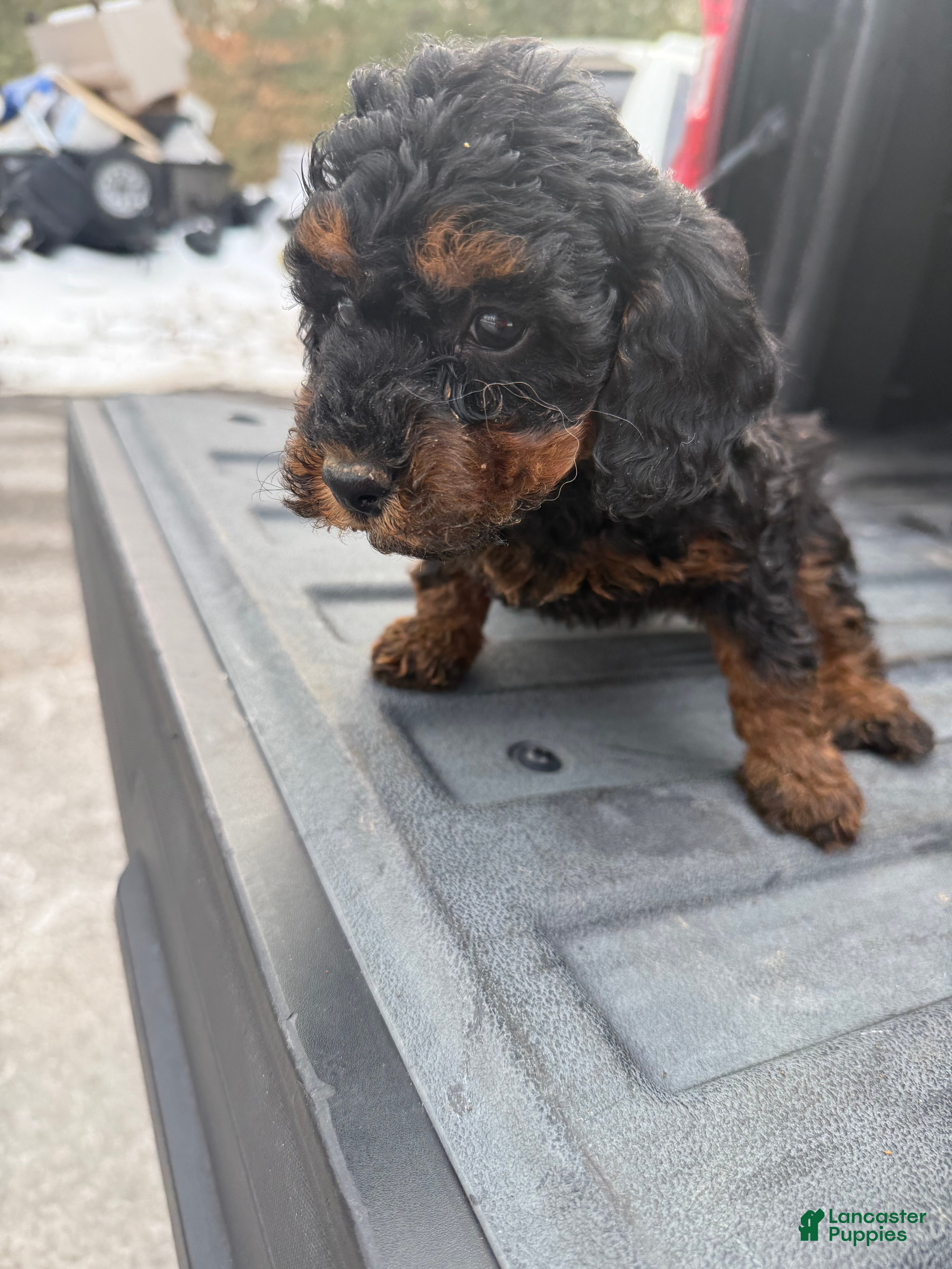 Miniature Poodle dogs Miniature Poodle Puppy 1 - Ad 2