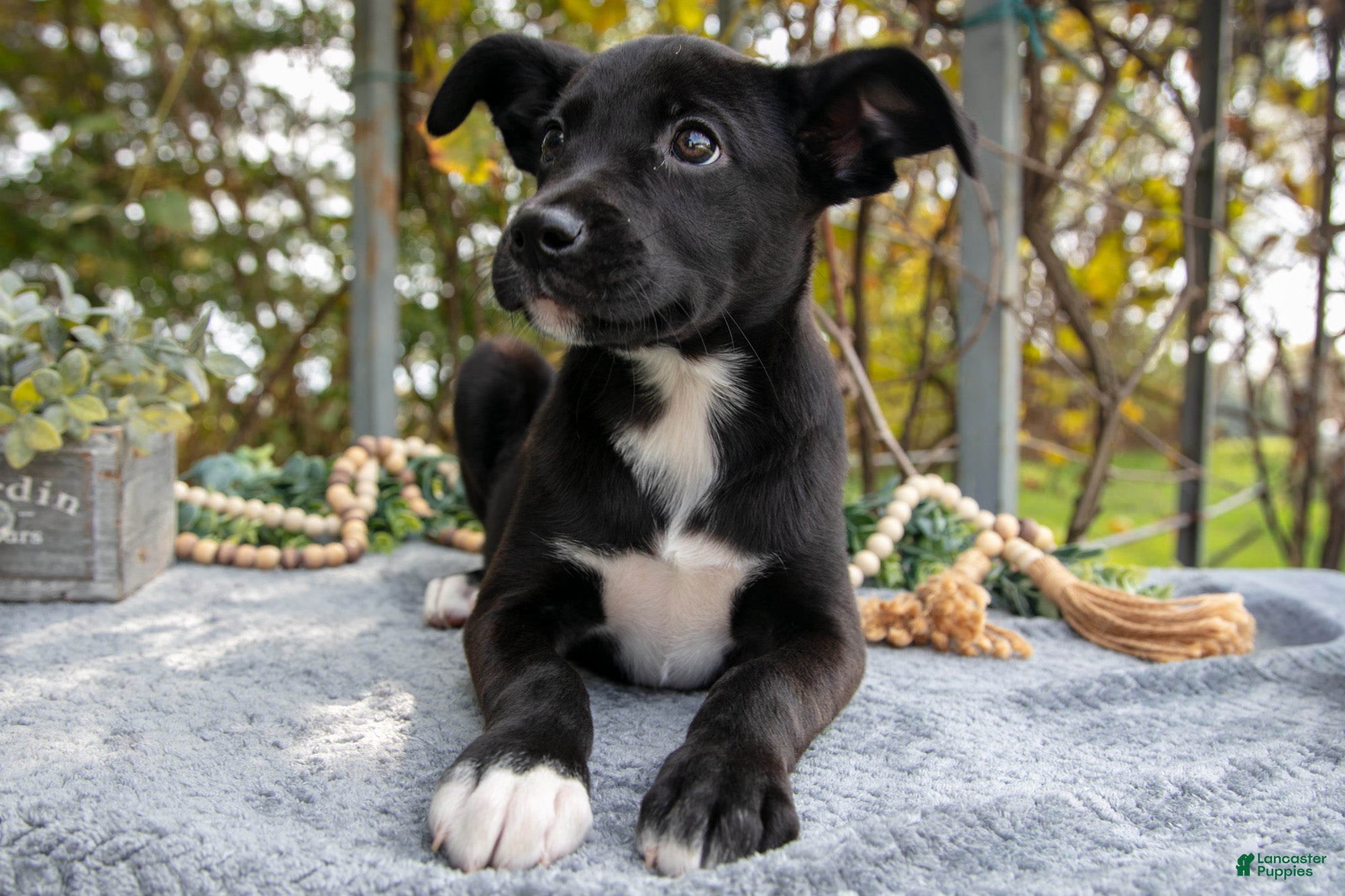 Mixed Breed dogs Dallas - Ad 6