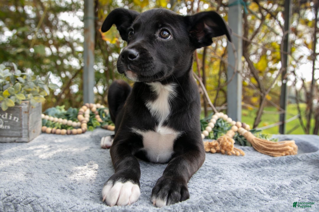 Mixed Breed dogs for sale: Dallas - Ad 1