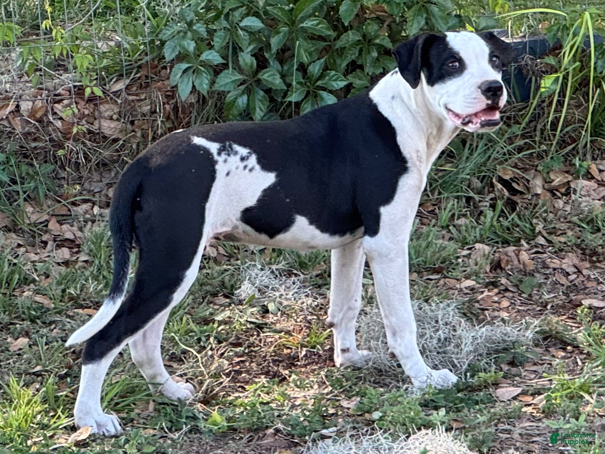 American Bulldog dogs American Bulldog Puppy Simeon - Ad 5