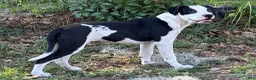 American Bulldog dogs for sale: American Bulldog Puppy Simeon - Ad 1