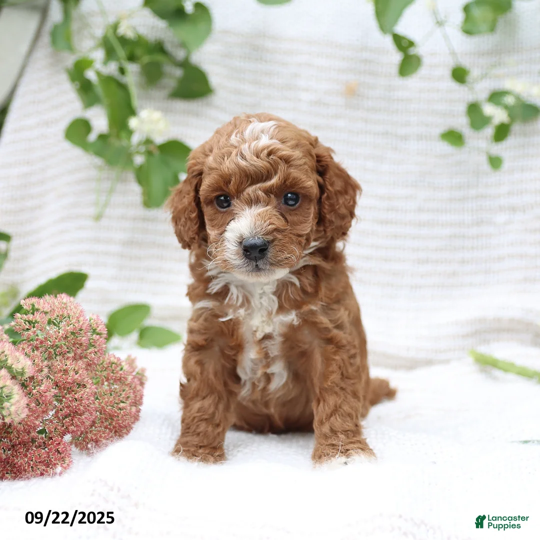 Cockapoo dogs for sale: Carter - Ad 26