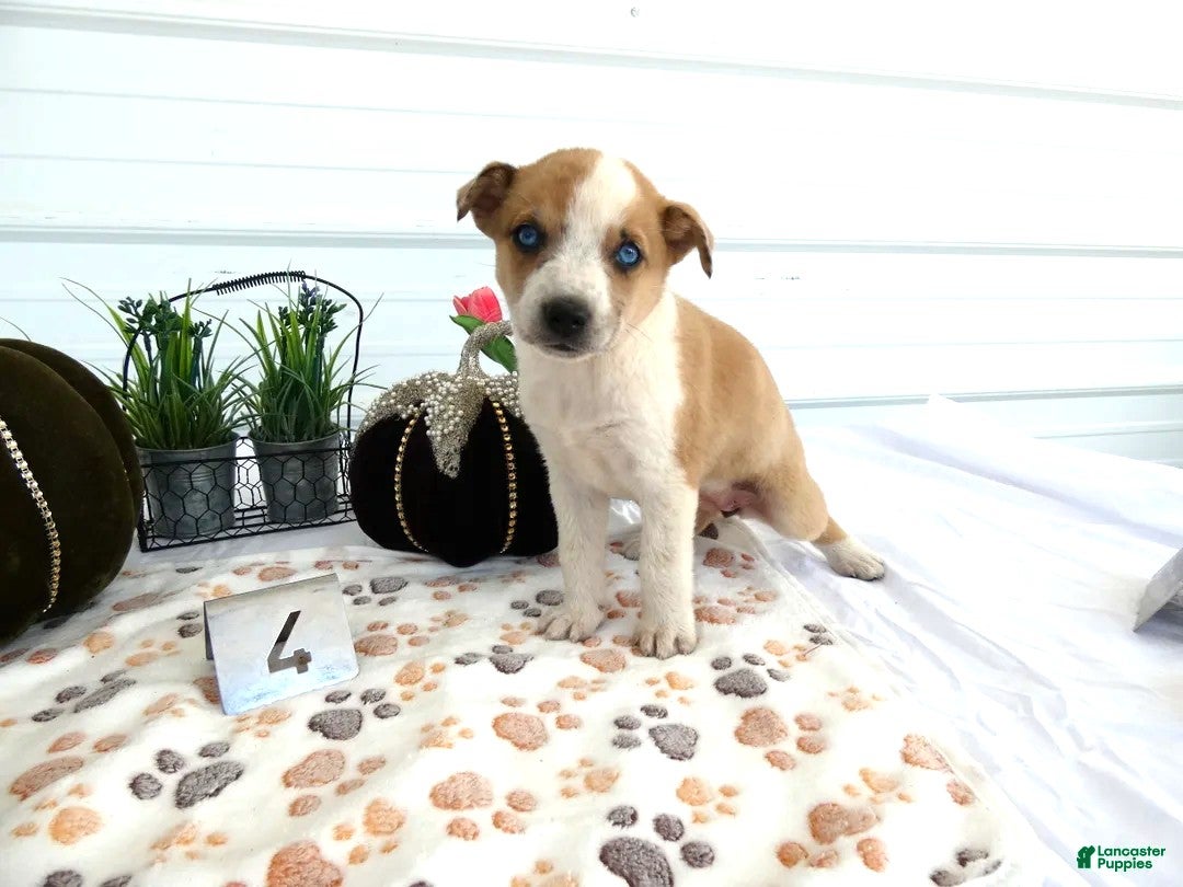 Mixed Breed dogs Mixed Breed 4 Riley - Ad 5