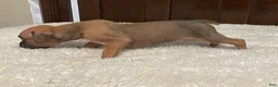 Boxer dogs for sale: Moxy - Ad 4