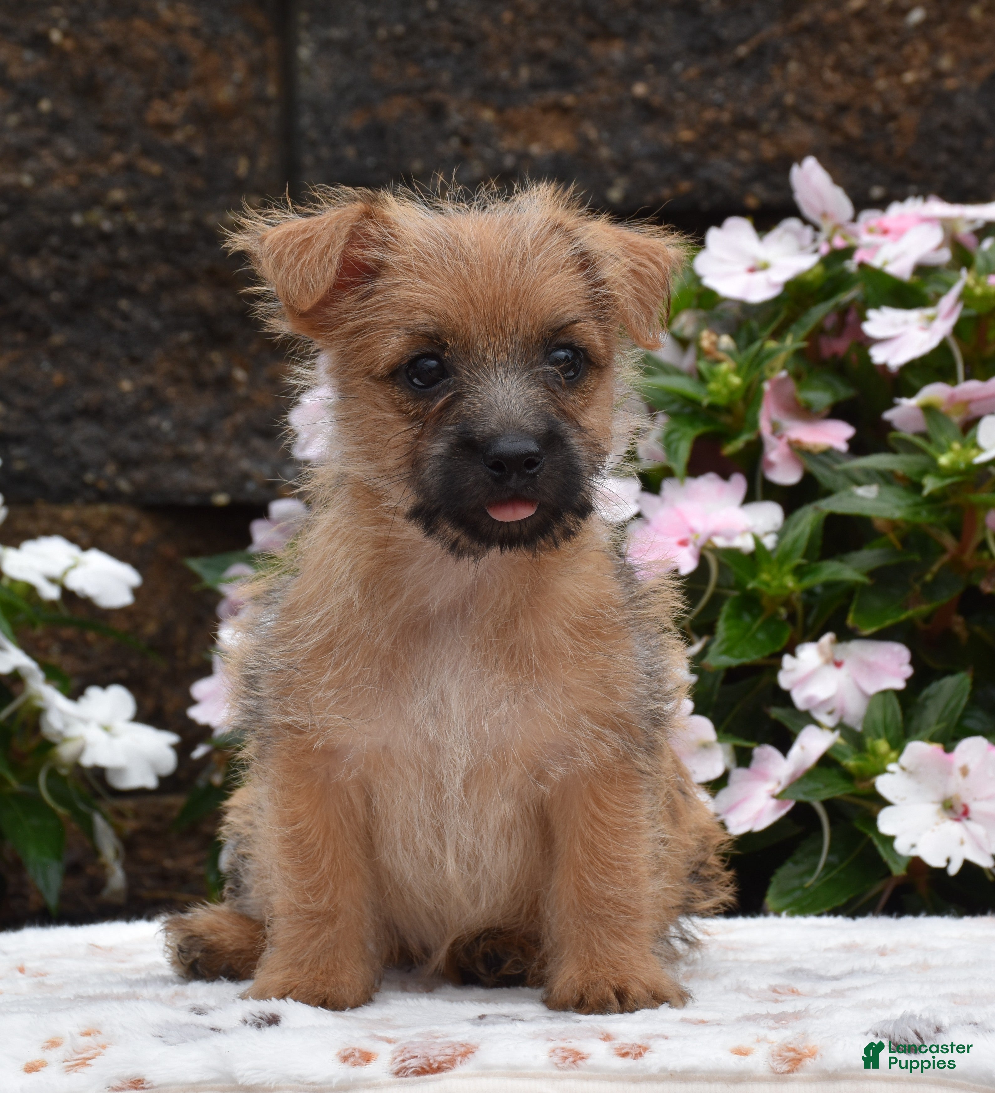 Cairn Terrier dogs Glitters - Ad 2