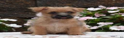 Cairn Terrier dogs for sale: Glitters - Ad 2