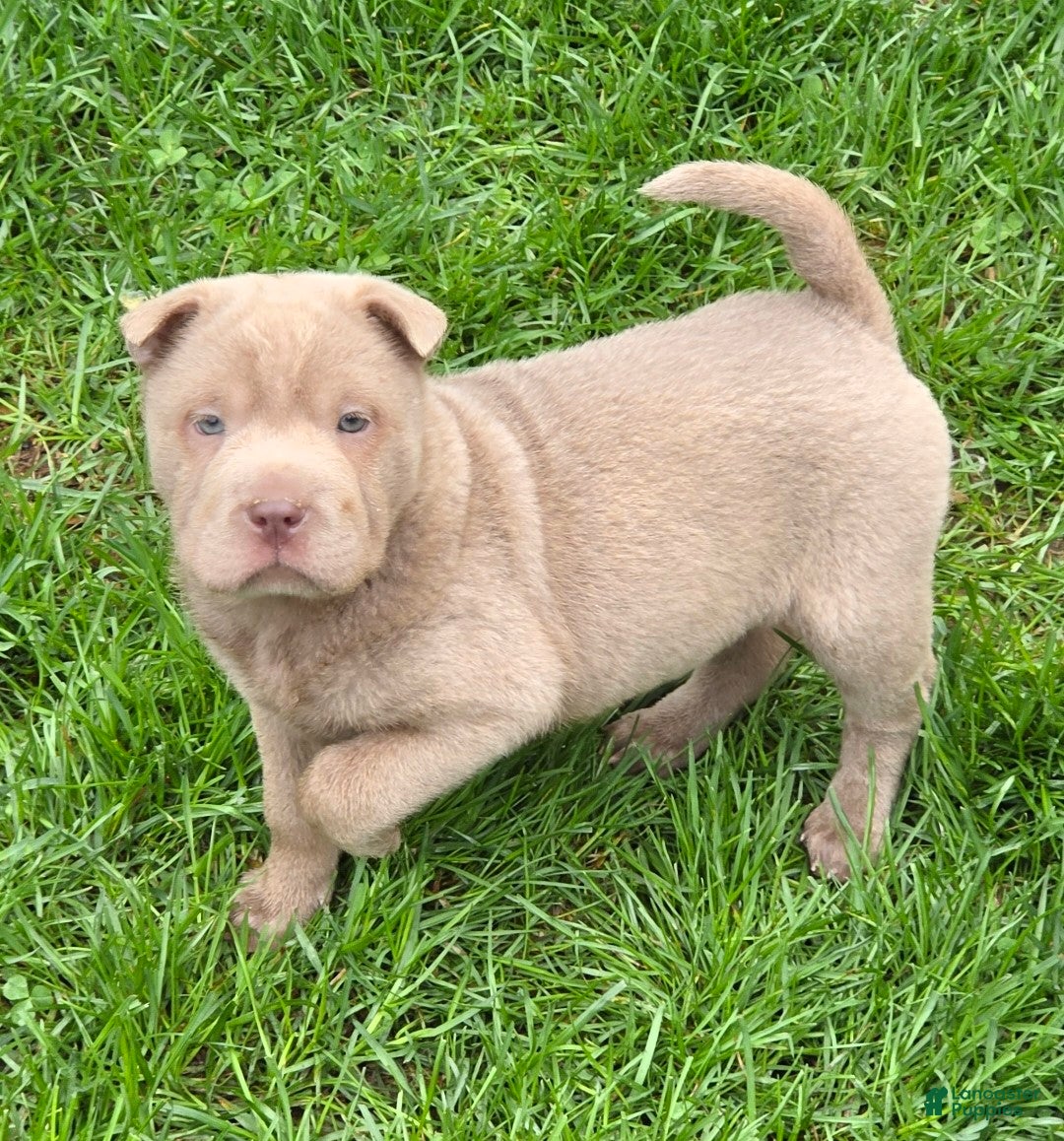 Shar Pei dogs Layla mini lilac  - Ad 2
