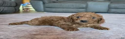 Miniature Poodle dogs for sale: Mini Lincoln - Ad 11