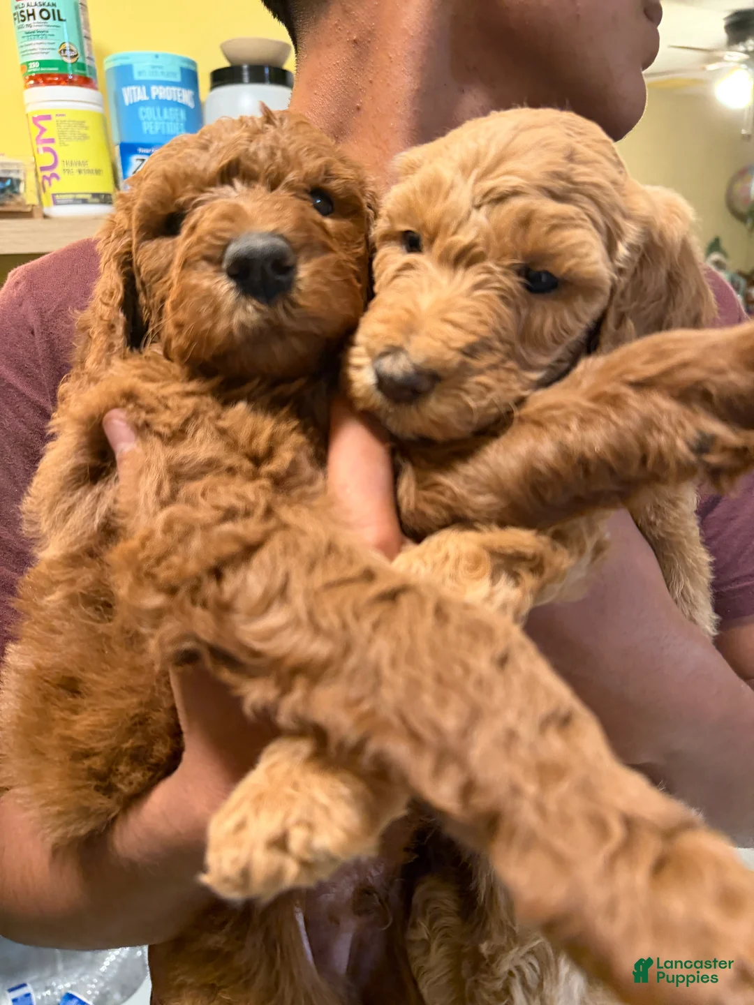 Goldendoodle dogs for sale: Goldendoodle Puppy 1 - Ad 2