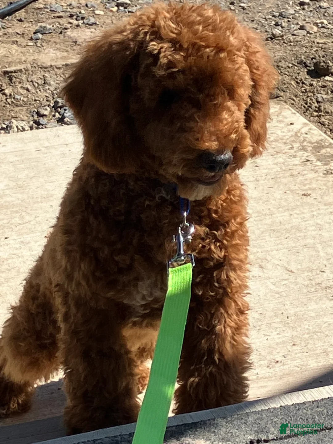 Miniature Poodle dogs for sale: Creme - Ad 9