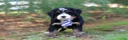 Mini Bernedoodle dogs for sale: Ramirez - Ad 8