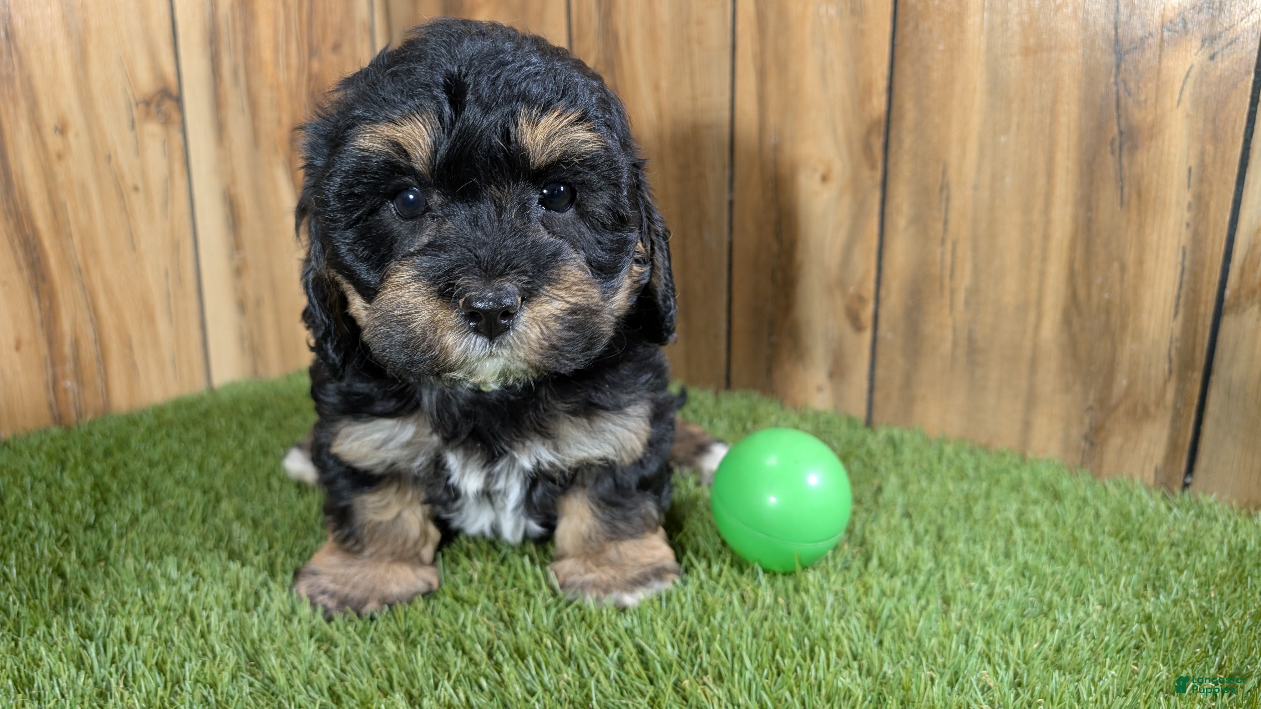 Cavapoo dogs Effie Boy 1 - Ad 29