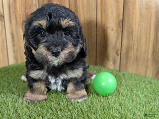 Cavapoo dogs Effie Boy 1 - Ad 29