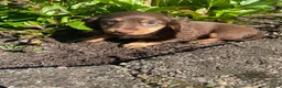 Miniature Dachshund dogs for sale: Skye - Ad 7