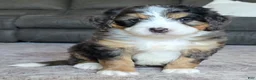 Mini Bernedoodle dogs for sale: Mini Bentley  - Ad 25