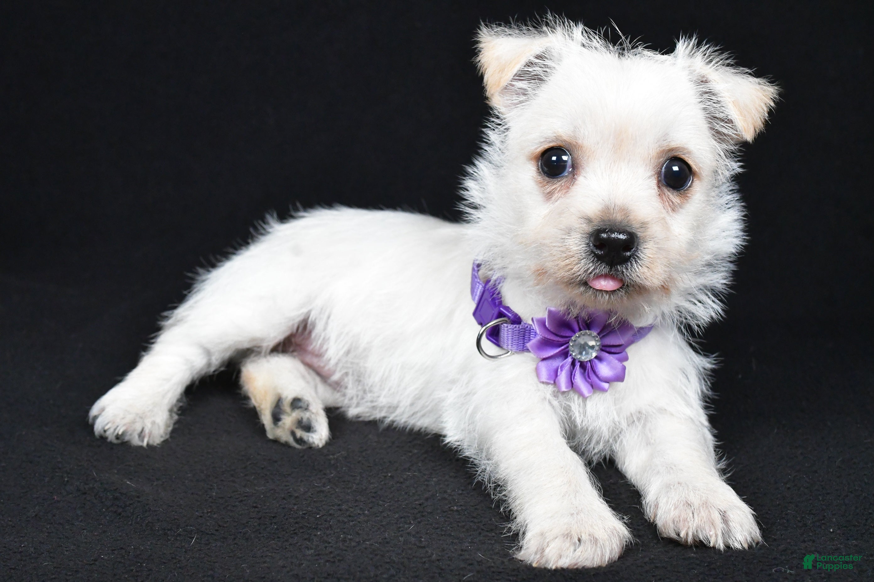 Cairn Terrier dogs Ramona - Ad 1