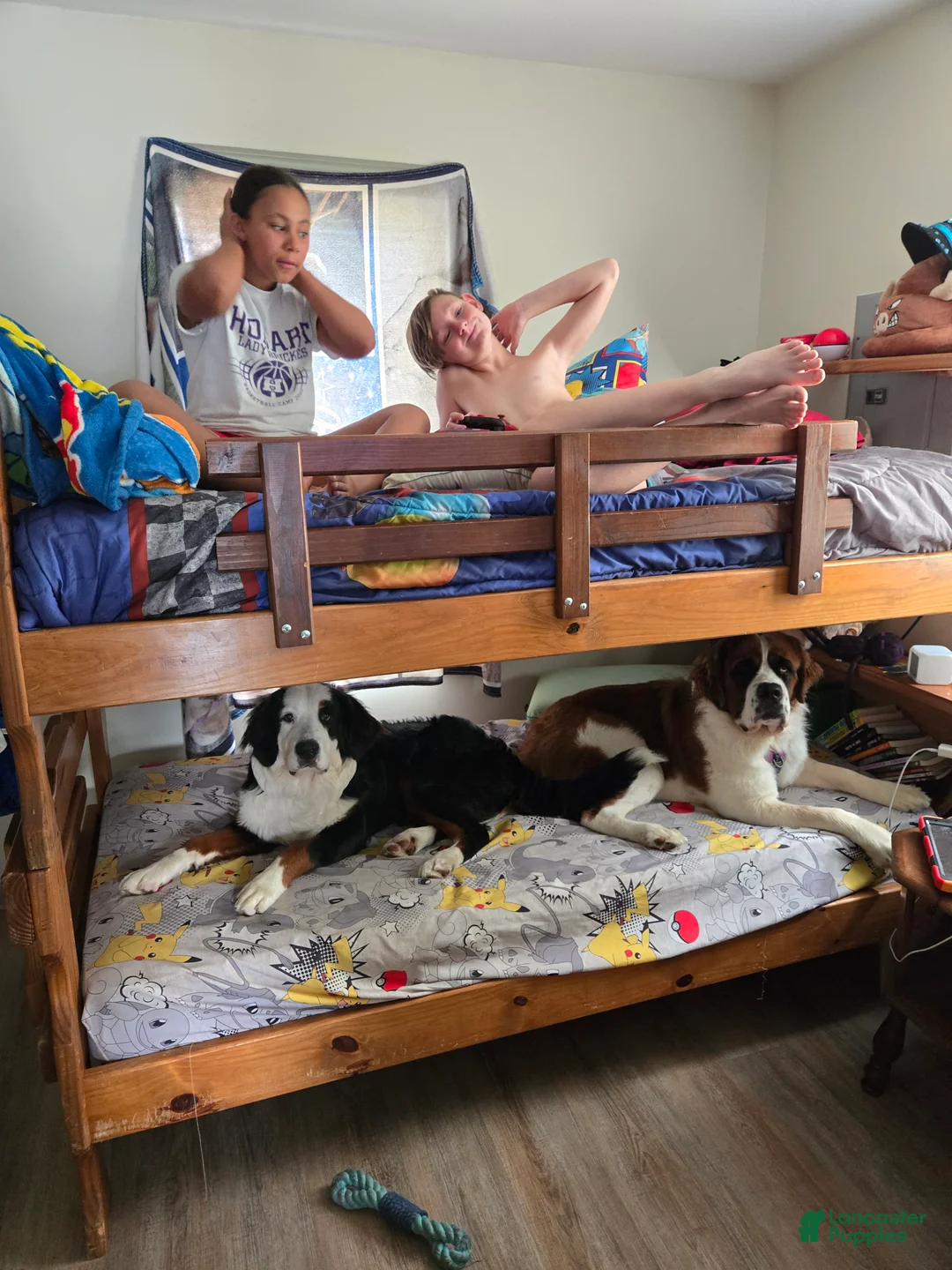 Mixed Breed dogs for sale: Zues - Ad 60