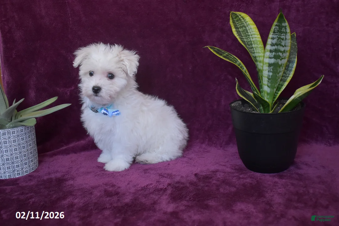 Maltese dogs for sale: Jaylon - Ad 5