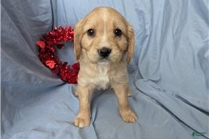 Mixed Breed dogs Rose - Ad 2