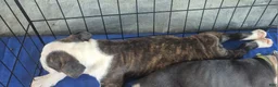 Olde English Bulldogge dogs for sale: Olde English Bulldogge Brindle girl - Ad 2