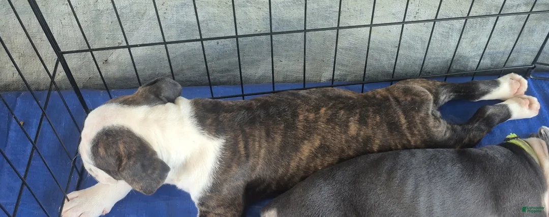 Olde English Bulldogge dogs for sale: Olde English Bulldogge Brindle girl - Ad 2